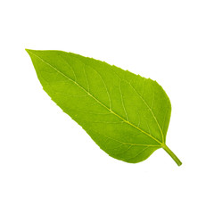 green leaf of sunflower isolated on white background