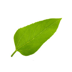 green leaf of sunflower isolated on white background