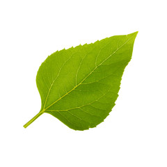 green leaf of sunflower isolated on white background