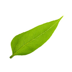 green leaf of sunflower isolated on white background
