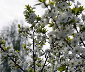 white yellow spring cherry blossoms bloom and grow in the garden