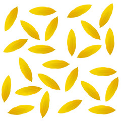 set of yellow petals of sunflowers isolated on white background