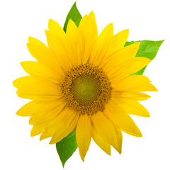 sunflower with green leaves isolated on white background
