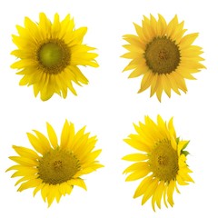 set of sunflowers isolated on white background