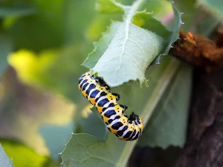 Colorful caterpillar crawling on the green grass.