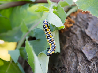 Colorful caterpillar crawling on the green grass.
