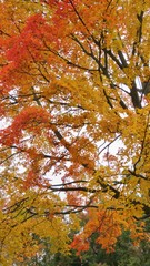 maple leaves in autumn