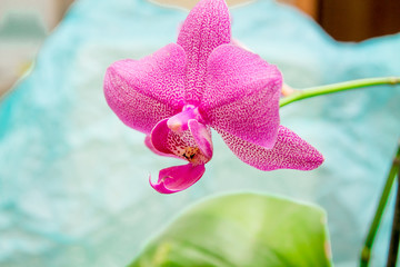 bright pink orchid on the blue rumpled background