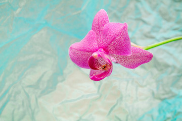 bright pink orchid on the blue rumpled background