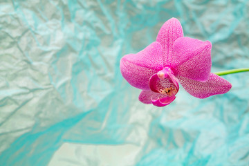 bright pink orchid on the blue rumpled background