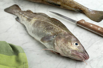 Fresh raw cod fish