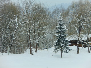 trees in winter