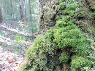Obraz premium Moss on a tree in the forest. Natural background, the sun's rays.