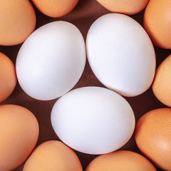 many chicken eggs closeup