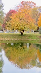 maple leaves in autumn