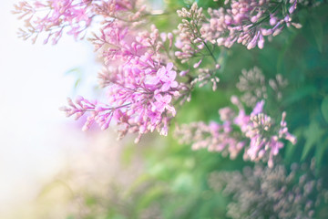 Fototapeta na wymiar Green branch with spring lilac flowers.