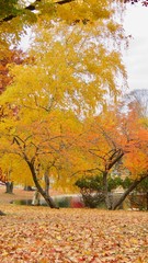 maple leaves in autumn