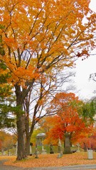 maple leaves in autumn