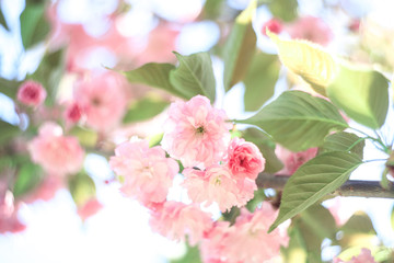 Cherry blossoms over blurred nature background.
