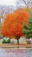 maple leaves in autumn