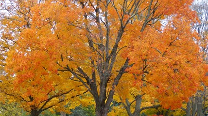 maple leaves in autumn