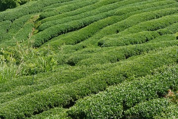 Fototapeta na wymiar Tea garden landscape in the mountains, Taiwan