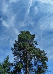 Obraz premium Tree in the park Pruhonice, Czech Republic