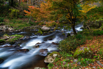 紅葉の渓流　石川県小松市荒俣峡
