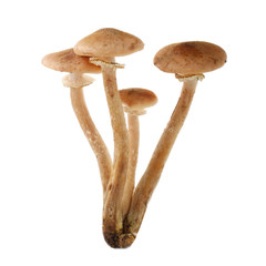 honey mushrooms isolated on white background