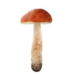 orange-cap boletus isolated on white background