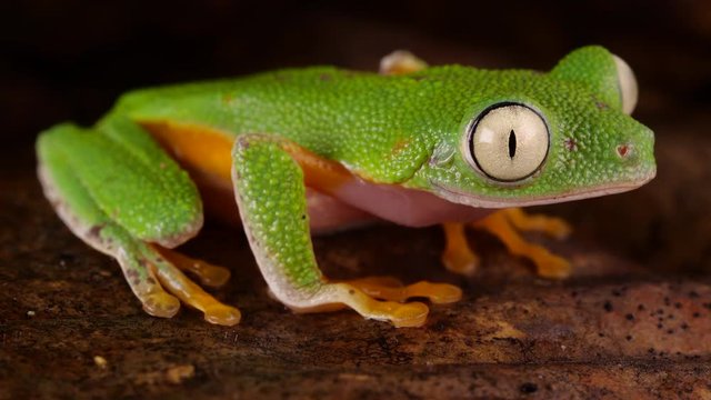 Leaf Frog (Agalychnis hulli) blinking its eyes In the rainforest at night, Ecuador.