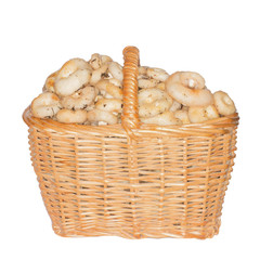 Milk mushrooms in basket isolated on white background