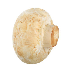  champignon isolated on white background