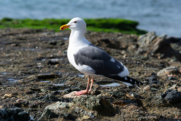 Obraz premium California gull (Larus californicus) standing on rocky beach