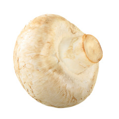  champignon isolated on white background