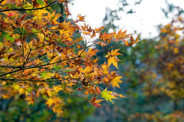 森の紅葉　モミジ