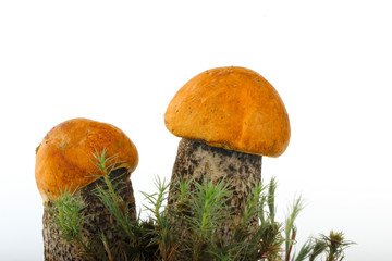 two orange-cap boletus with moss  isolated on white background