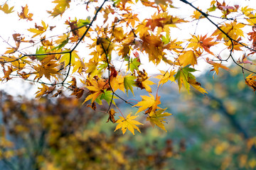 森の紅葉　モミジ