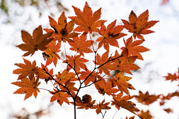森の紅葉　モミジ