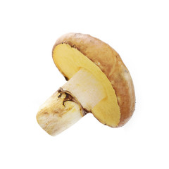 yellow boletus isolated on white background