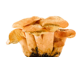 heap of saffron milk cups isolated on white background