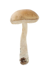 brown cap boletus isolated on white background
