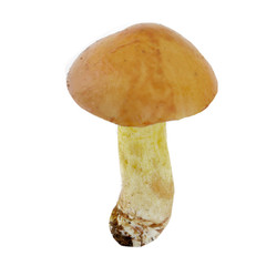 yellow boletus isolated on white background