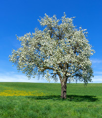 Blühender Birnbaum auf einer großen Wiese - Hochformat