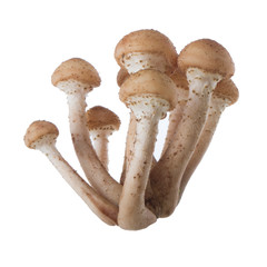 heap of honey mushrooms isolated on white background