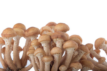 stump mushrooms isolated on white background