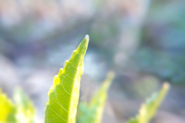 Green sprout blurred background close up, sativa plant strength