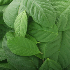 heap of fresh guava leaves background