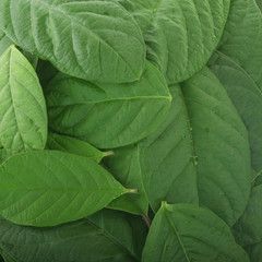 heap of fresh guava leaves background