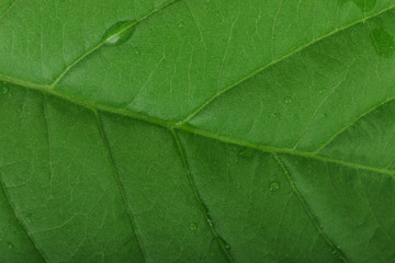 Fototapeta na wymiar fresh guava leaf with water drops background